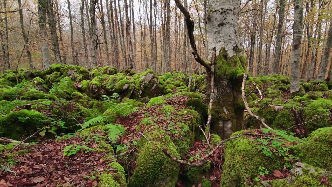Belleza y Seducción en la Naturaleza - Tráiler español