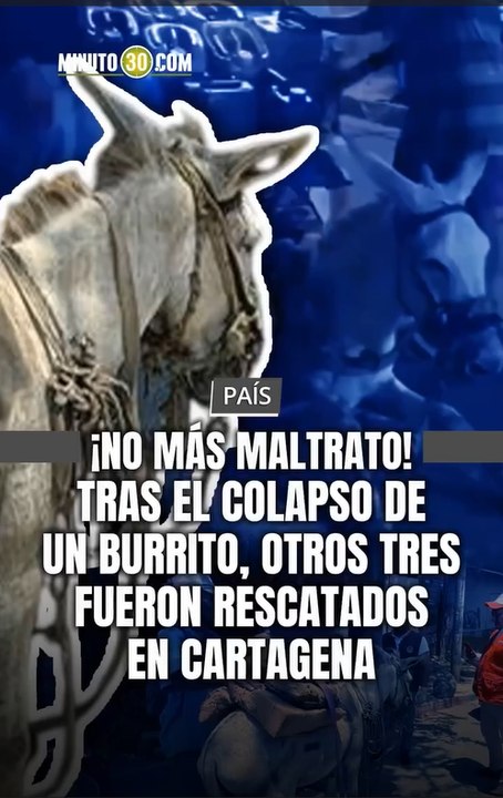 Un burro se desplomó en plena vía pública por el peso inhumano de una carreta.