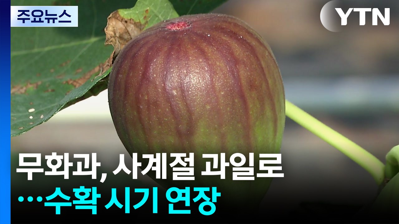 무화과, 사계절 과일 변신...수확 시기 조절로 농가 수익 톡톡 / YTN