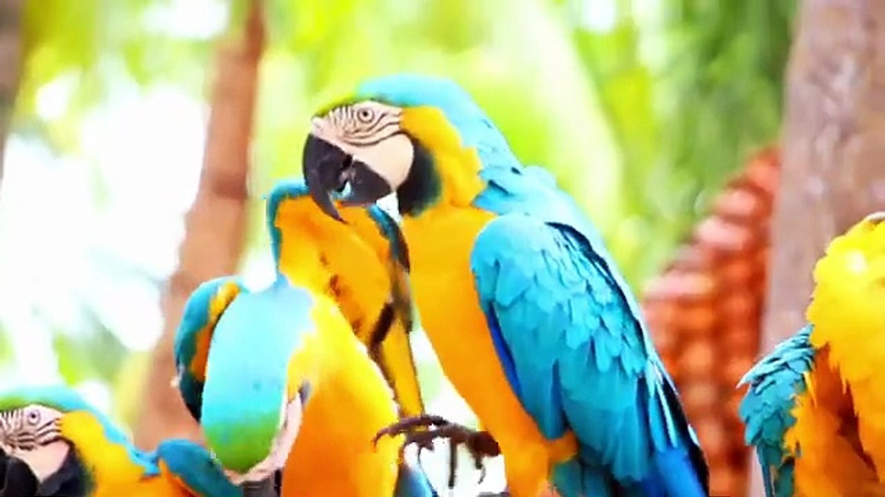 ABC Phonics Song | Learn Letter Sounds A to Z for Kids | Learn ABC Sounds A to Z 🎶