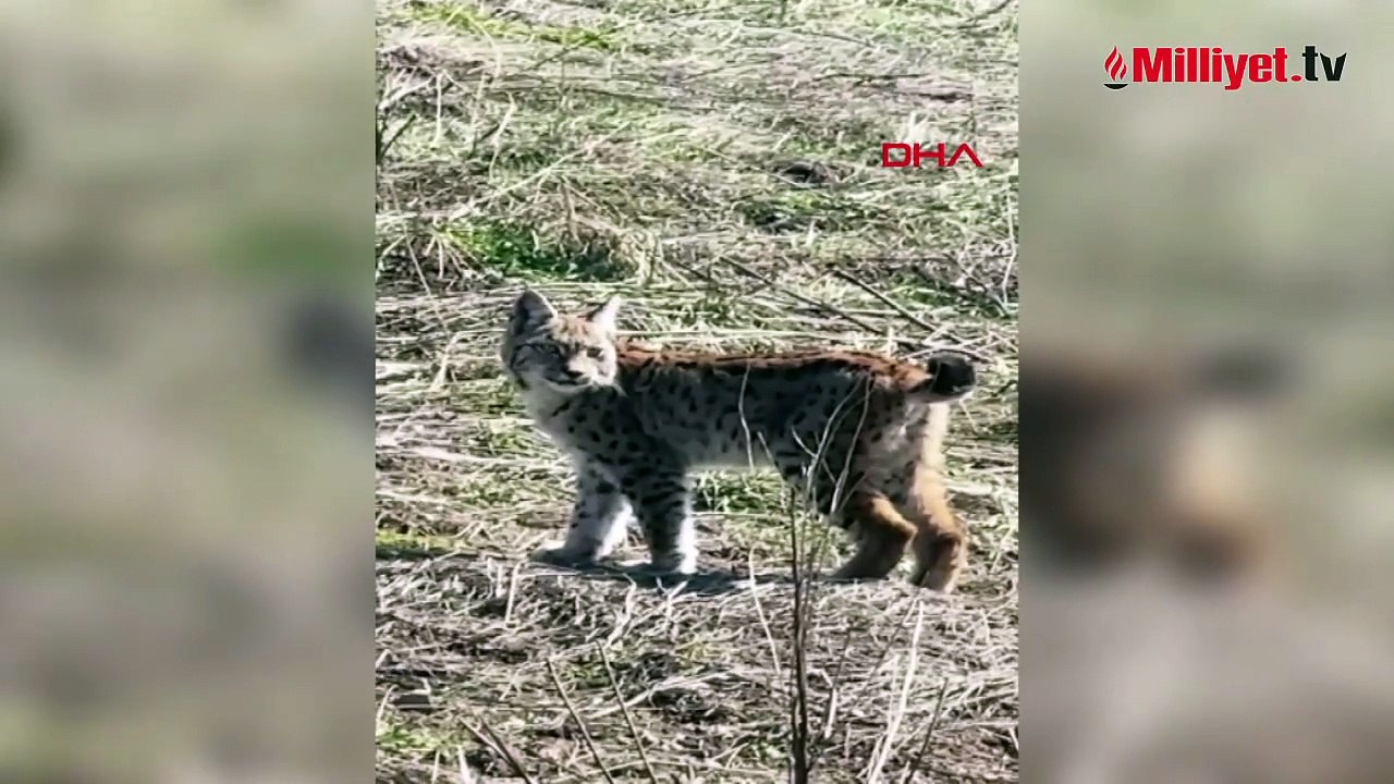 Yer: Sivas! Ormanın hayaleti 'vaşak' böyle görüntülendi! 'Doğadan nadir yaşanan bir an'