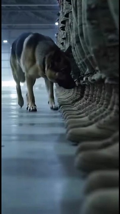 Sniffing Dog/ Army Dogs/Dogs love with their trainer