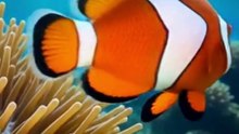 The Secret Life of Nemo: The Shocking Biological Transformation of Clownfish