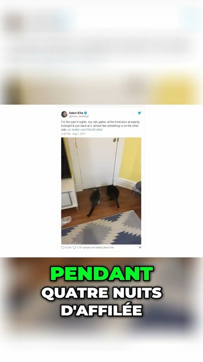 Chats terrifiants. Adam et le mystère de la porte hantée 👻 👀. Partie 6