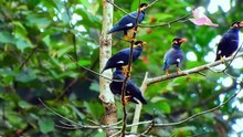 BIRDS SING SONGS