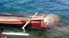 Ikan Mola-mola Ditemukan Mati Terdampar di Kawasan Pesisir Sulawesi Tenggara