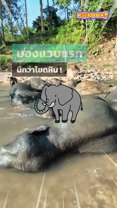 มองแวบแรกนึกว่าโขดหิน ลองนับดูในนี้มีช้างกี่เชือก