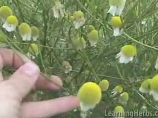 Chamomile: Stuffy Nose Remedy
