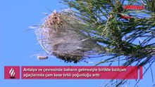 Ormanlarda sessiz tehlike; çam kese tırtılı uyarısı