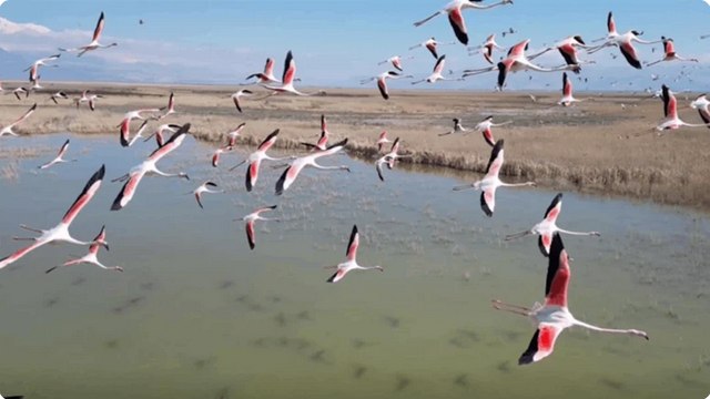 Kayseri’de flamingoların görsel şöleni dron kamerasında