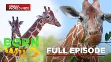 Special Mission in Calauit Safari Park, Palawan - Part 2 | Born To Be Wild (Full Episode)