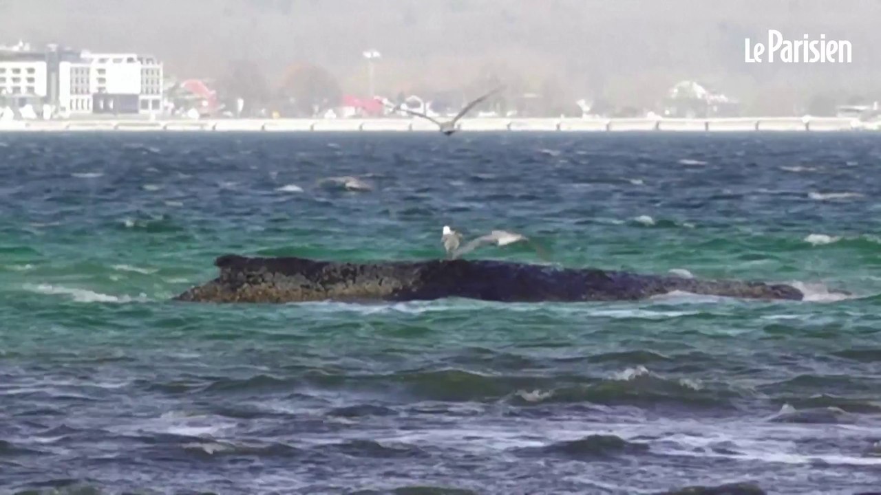 Allemagne : la baleine à bosse échouée regagne le large