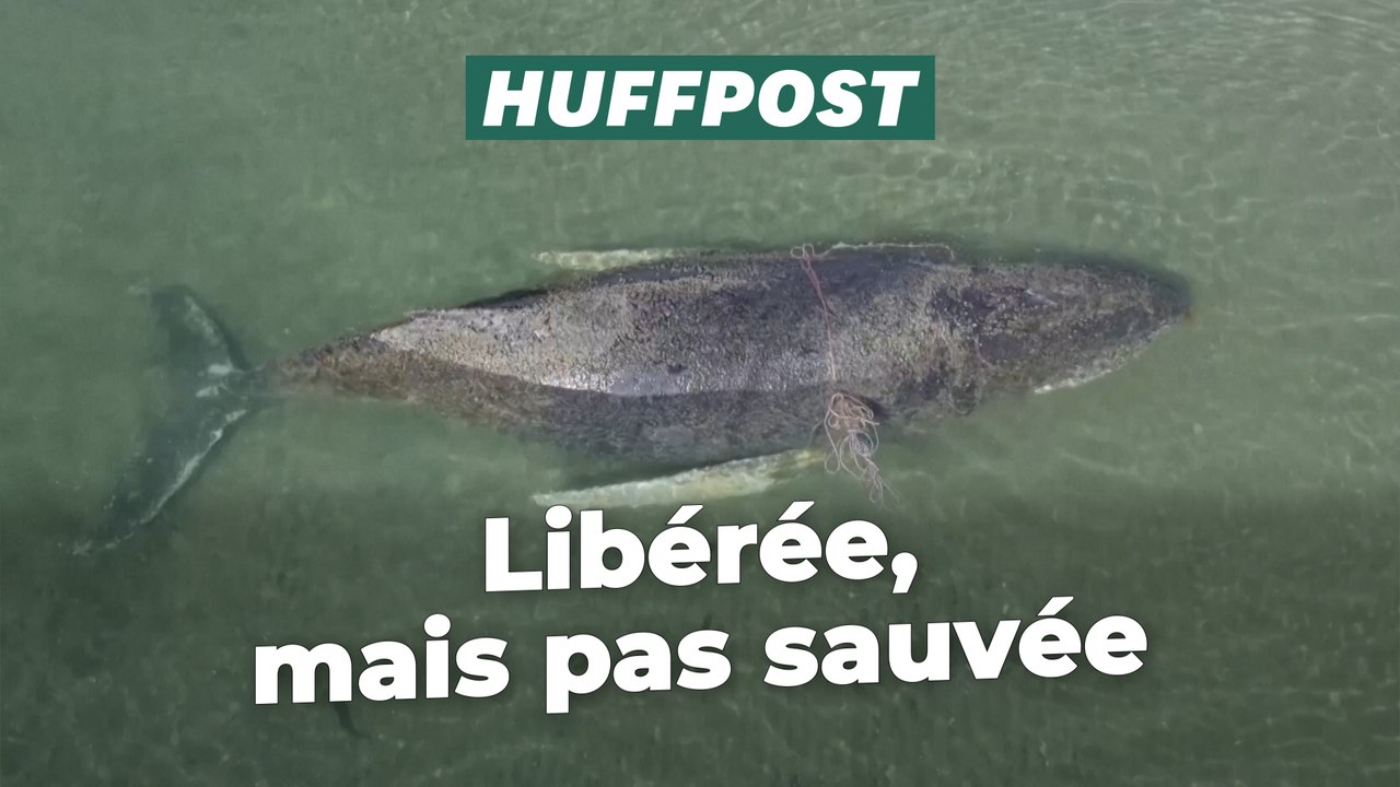 Pourquoi la baleine échouée en Allemagne n’est pas sauvée malgré sa libération