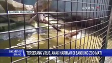 2 Anak Harimau Mati Diduga Terserang Virus di Bandung Zoo, DPRD akan Panggil BBKSDA Jabar