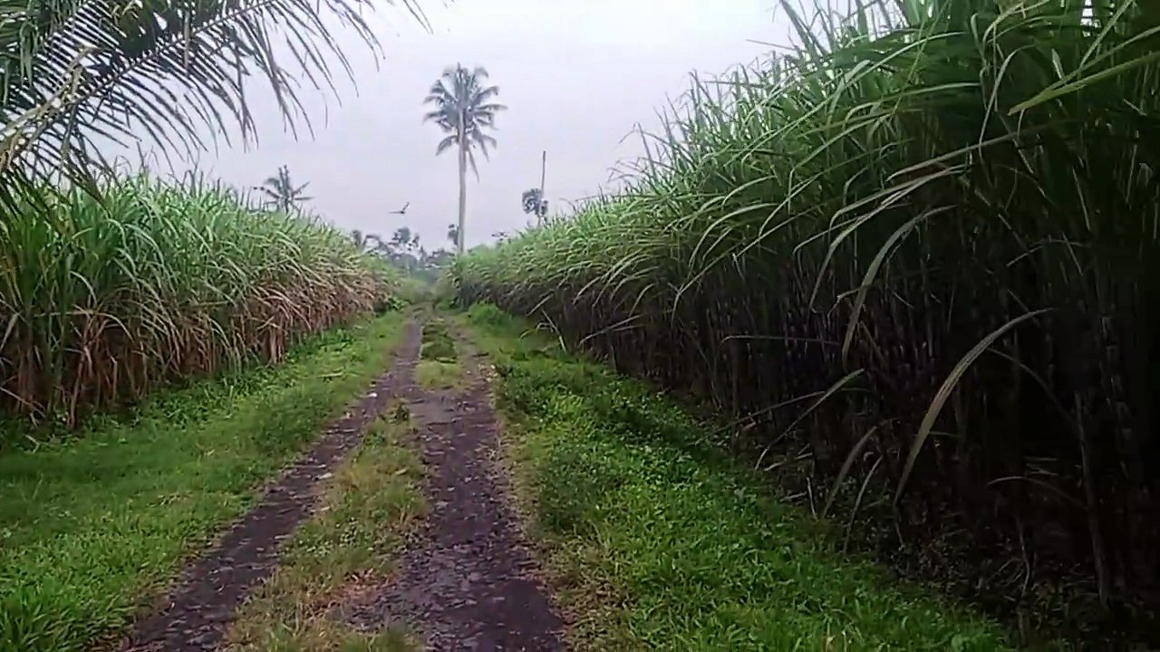 Kebun tebu sore 1