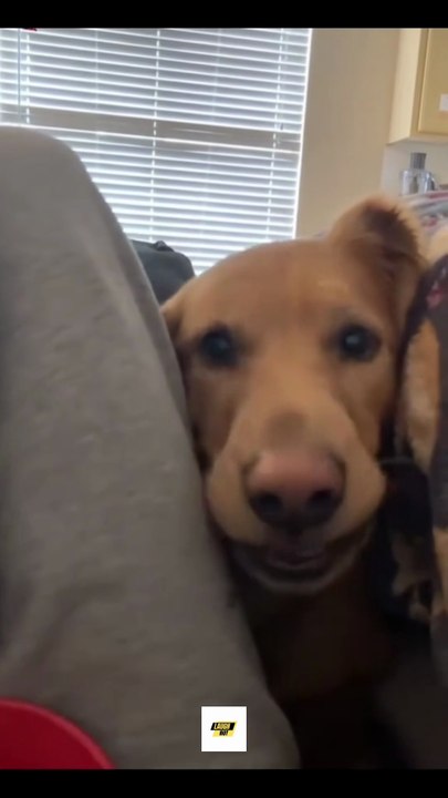 Funny Hungry Dogs Eating Everything in Sight 😂🐶#funnydogs #dogvideos #viral #dogshorts #cutedogs