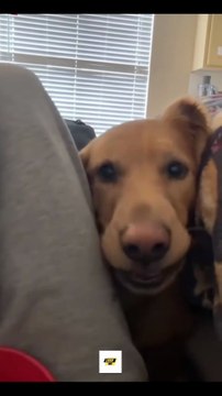 Funny Hungry Dogs Eating Everything in Sight 😂🐶#funnydogs #dogvideos #viral #dogshorts #cutedogs