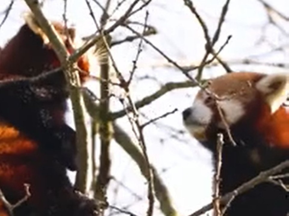 "Blind Date" für rote Pandas in englischem Zoo