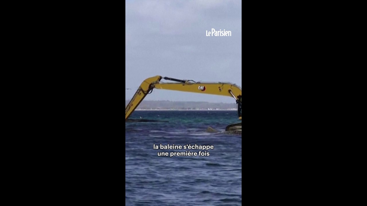 L'énorme baleine échouée depuis des jours enfin sauvée ?