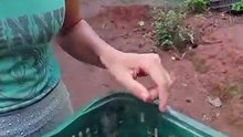 FARTURA DE FRUTAS