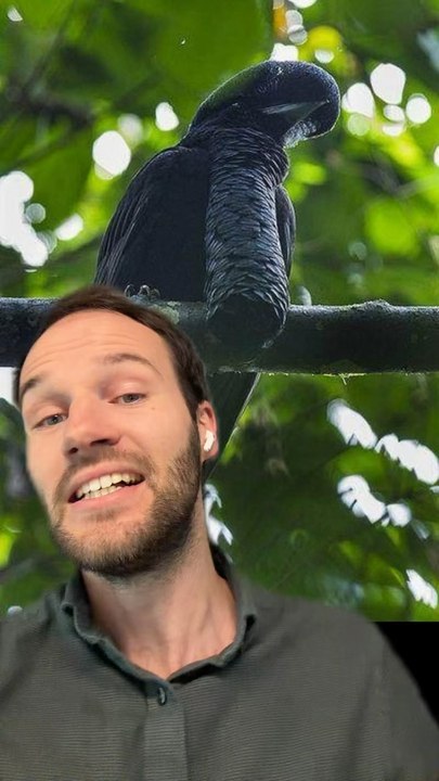 Un OISEAU x un DINDON