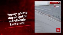 Şanlıurfa'da yapay gölete düşen çakal merdivenle kurtarıldı