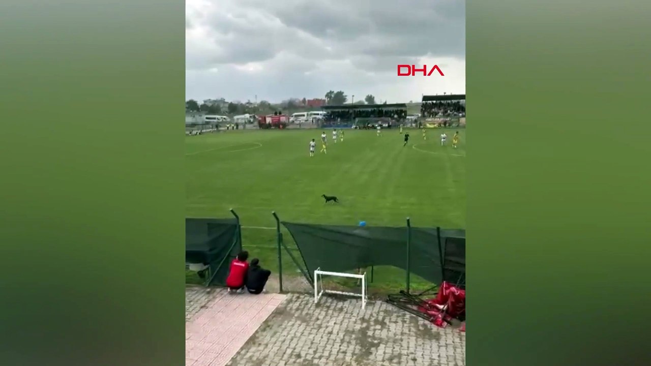 Sahaya giren köpek, maçın geçici olarak durmasına neden oldu