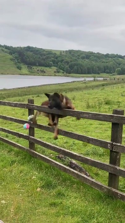 Unstoppable Dogs: Funniest Dog Fails and Zoomies Compilation 2026