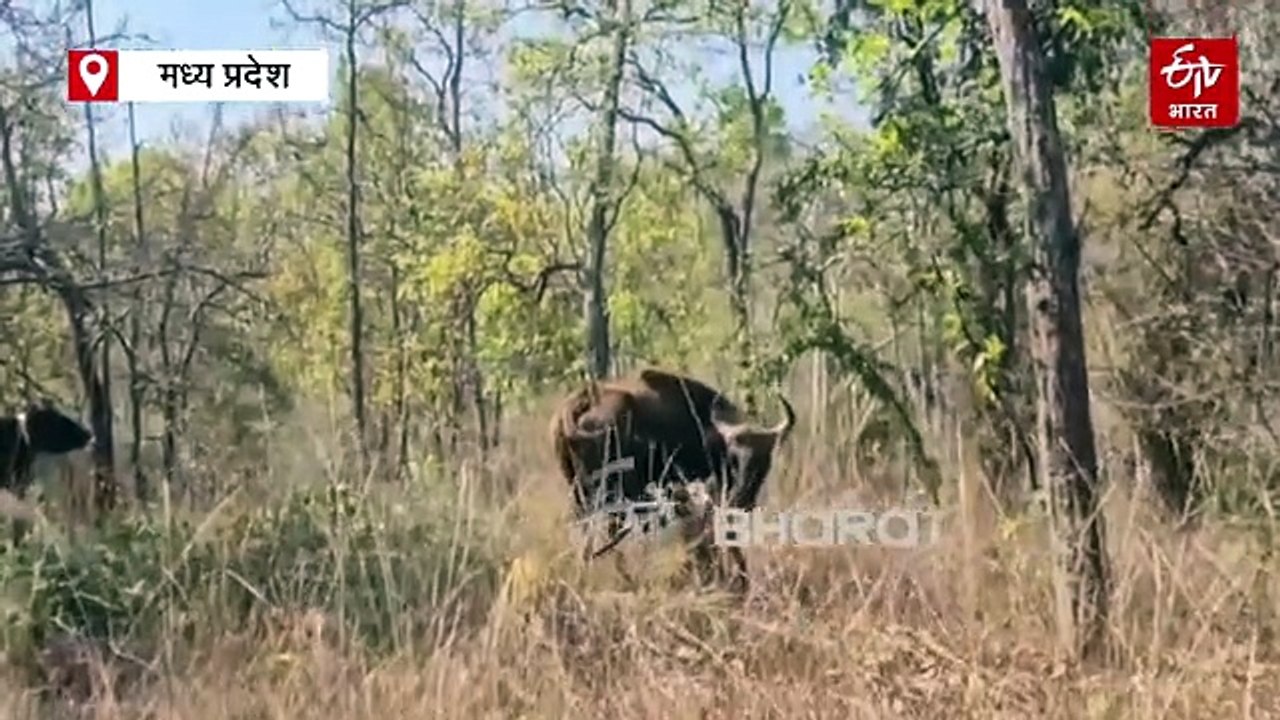 बांधवगढ़ टाइगर रिजर्व में आए नए मेहमान ने दिया बच्चे को जन्म, तेजी से बढ़ रहा कुनबा