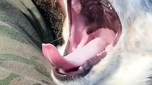 Funny Yawning Dogs Compilation 😂 Sleepy Dogs Moments That Will Make You Laugh