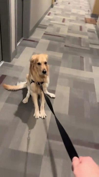 Golden Retriever Life Is So Funny 😂🐶 Cute & Hilarious Golden Retriever Moments