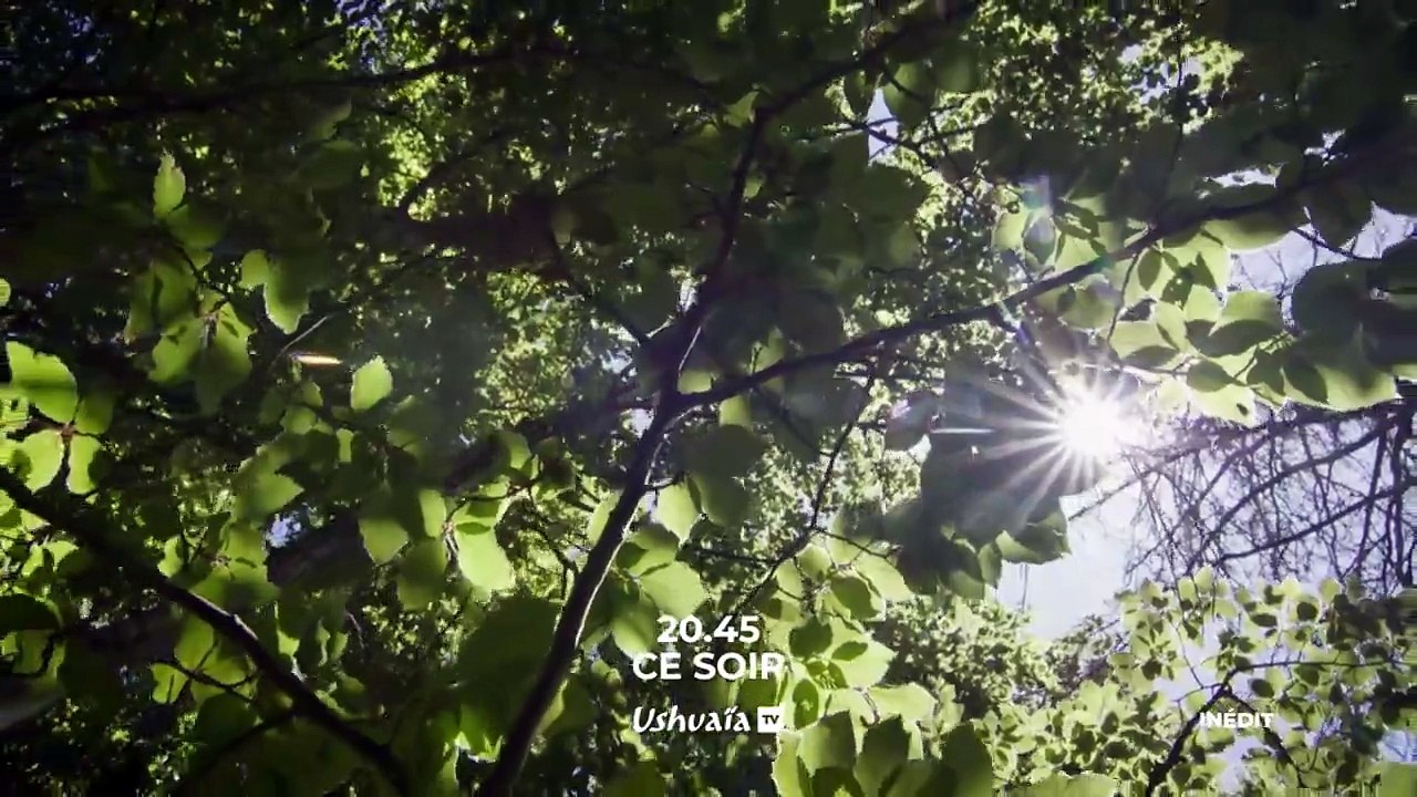L'arbre qui cache la forêt, les défis de la reforestation