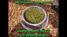 My chickens like greens.  I try to see if they'll eat alfalfa pellets.