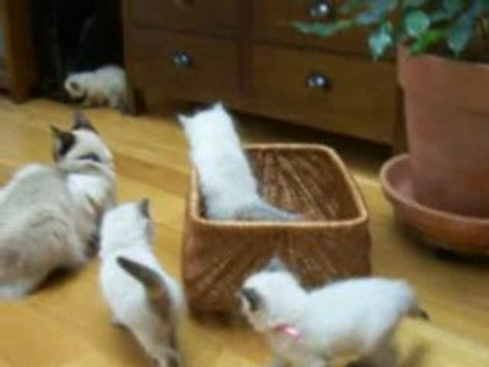 CHATONS RAGDOLL- LE SALON