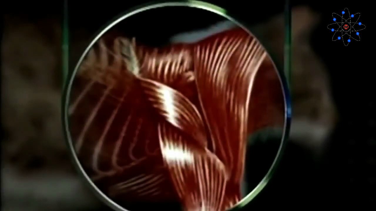 DOCUMENTÁRIO TUDO SOBRE OS GATOS DISCOVERY CHANNEL DUBLADO