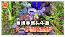 巨蟒生吞小牛 受惊吓当场吐出？