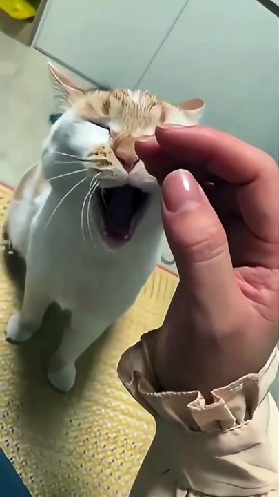 Ultimate Funny Cat Compilation 2026 | Cutest Cat Fails!