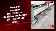 Erzurum'da fareden oscarlık performans: Kediden kurtuluşu ölü taklidinde aradı