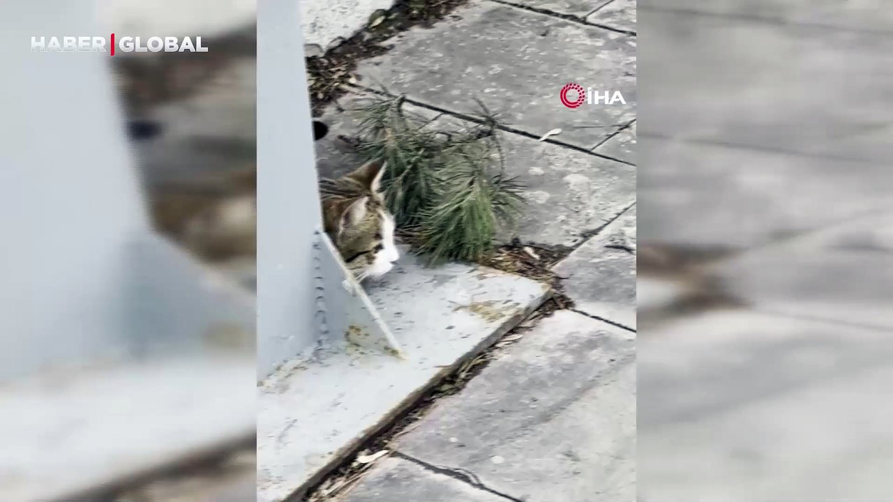 Erzurum'da ölü taklidi yaparak kediden kurtulan fare kahkahaya boğdu