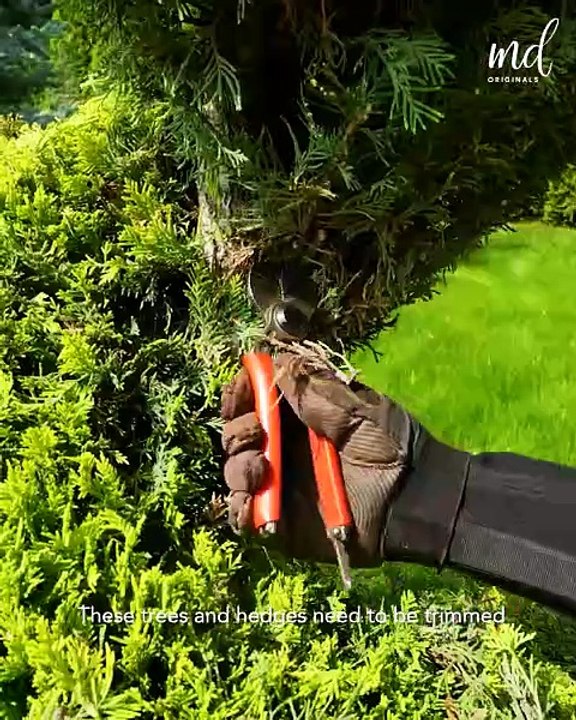 The satisfying journey of a garden makeover 🏡