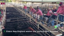 Elders New England weaner and yearling sale, Armidale