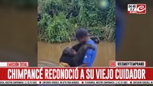 Emotivo: chimpancé reconoció a hombre que lo cuidó durante años