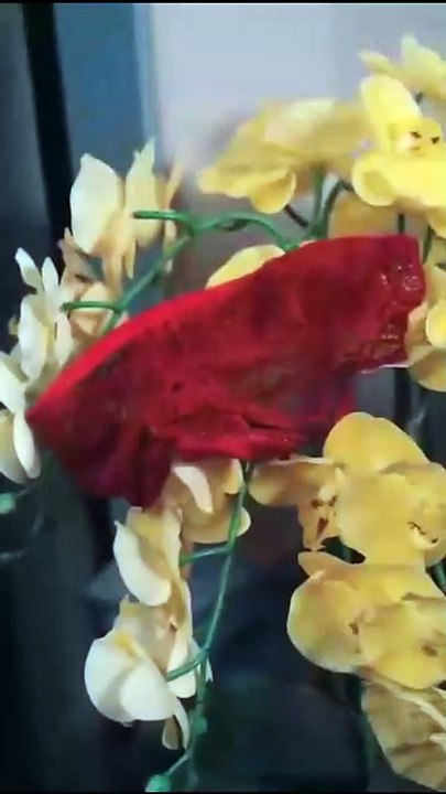 The Assassin's Fury The Merciless Assassin Unmatched [Full Movie] [High Quality]Full EP - Full