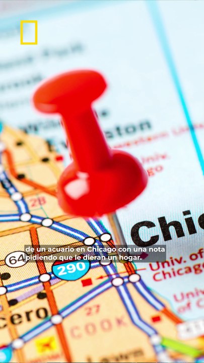 El primer animal en superar un cáncer con quimioterapia fuera un pez: esta es la historia de Bubba