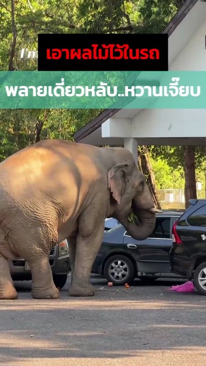 ระทึกเขาใหญ่ ! พลายเดี่ยวหลับ งัดรถนักท่องเที่ยวทุบกระจกแตกฉกของกิน