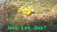 🌼 "Was ist das? Das ist eine gelbe Blume!