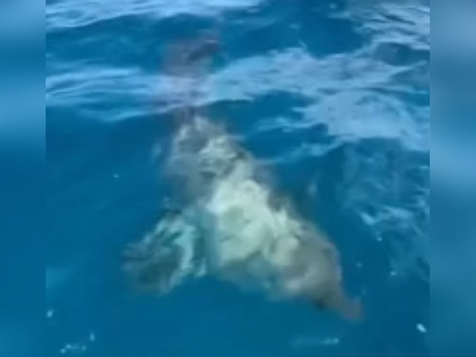 Hai-kle Begegung: Meeresräuber kommt Surfern sehr nah