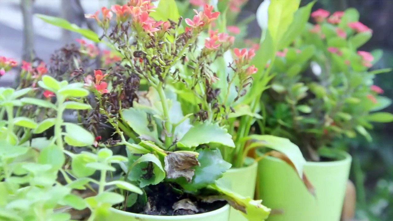 Sweet Revenge ｜ S1 E2 ｜ Hindi ｜ Korean Drama ｜ It's Not Shree [Full Movie] [Full Story]Full EP - Full