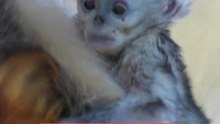 Golden snub-nosed monkey born in French zoo.