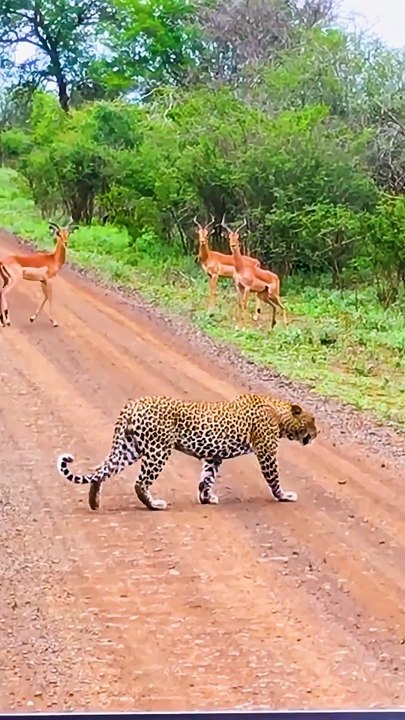 Epic Leopard Survival Day on Savanna